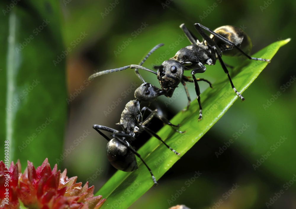 Two ants on a leaf Two ants on a leaf