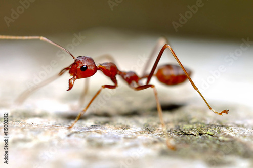 Ant in the forest © Fotolia Premium