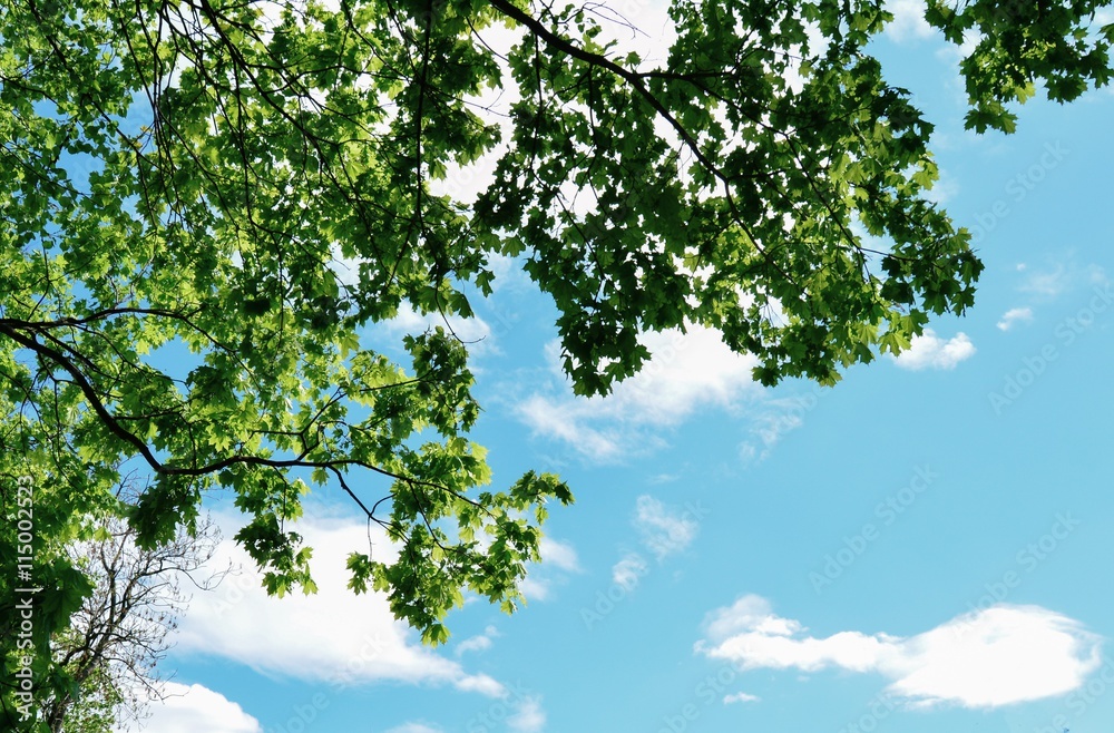 Skyscape with maple branches Skyscape with maple branches