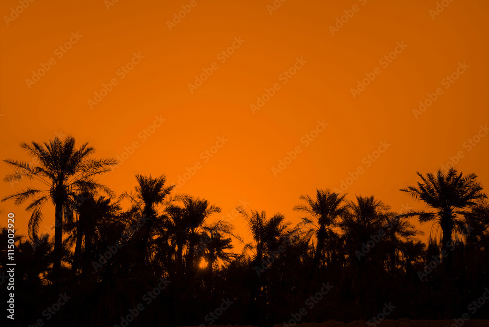 Palm trees on orange background
