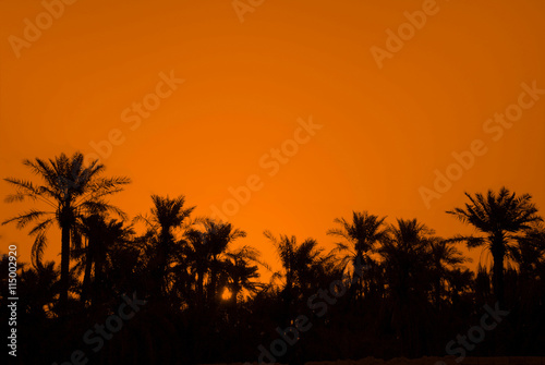 Palm trees on orange background