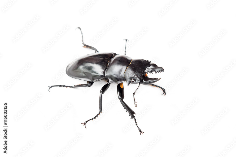 Insect bug beetle (Dorcus gracilicornis) Insect bug beetle (Dorcus gracilicornis)