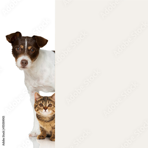Fototapeta Naklejka Na Ścianę i Meble -  Hund und Katze blicken ums Eck