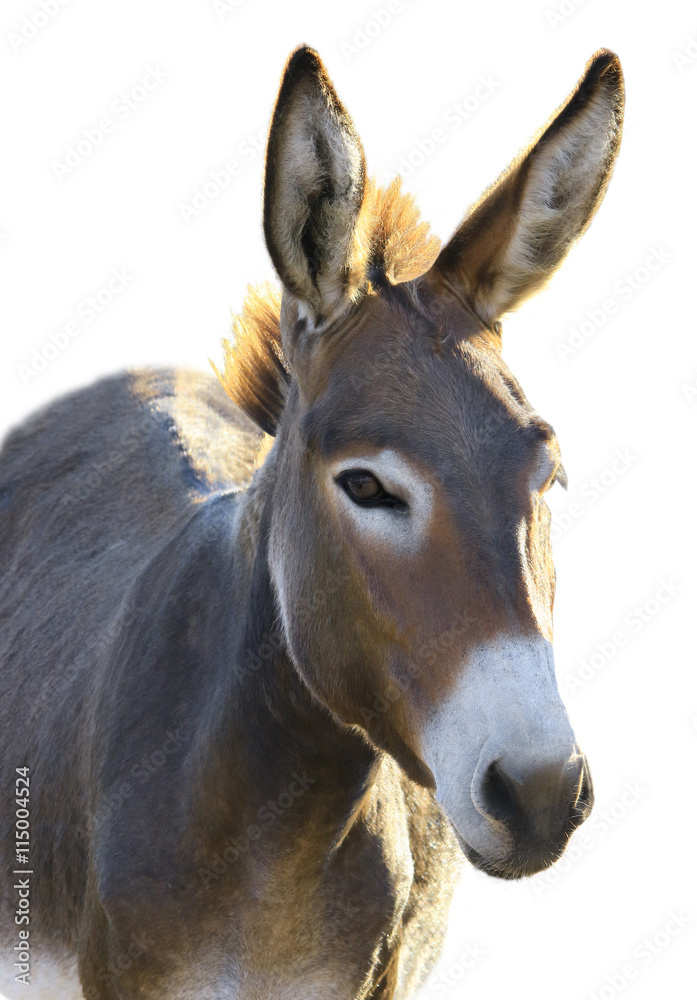 Donkey Donkey