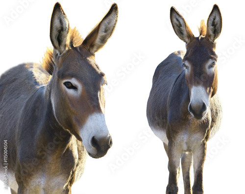 Fototapeta Naklejka Na Ścianę i Meble -   two Donkey