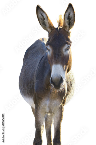  Donkey
