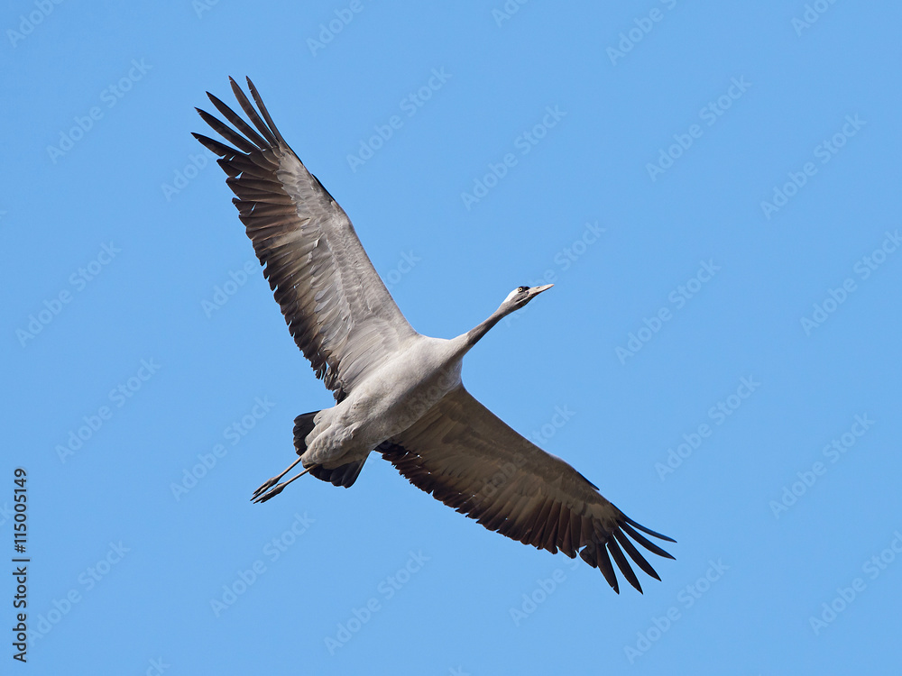 Fototapeta premium Common crane (Grus grus)