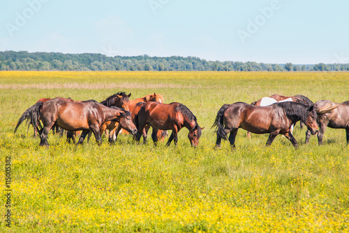Horses on green field in spring in nature park Lonjsko polje  Croatia