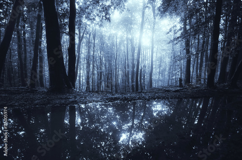 Fototapeta Naklejka Na Ścianę i Meble -  magical dark forest