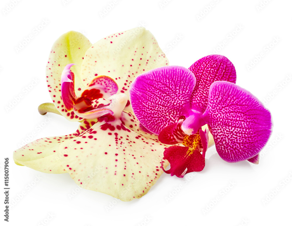 Purple and yellow orchid flowers - obrazy, fototapety, plakaty 