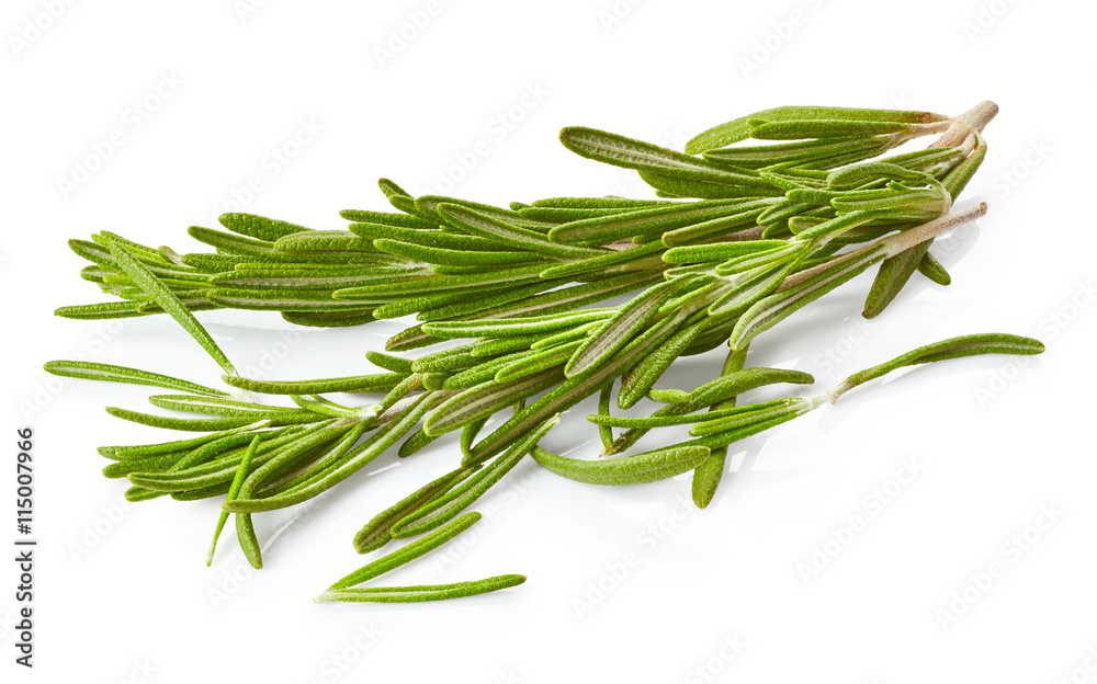Fototapeta premium Rosemary