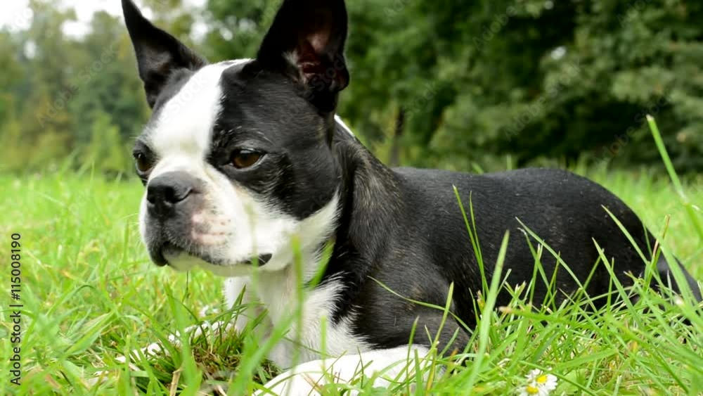 french bulldog lie on the ground in the park - dog sniff and blink french bulldog lie on the ground in the park - dog sniff and blink