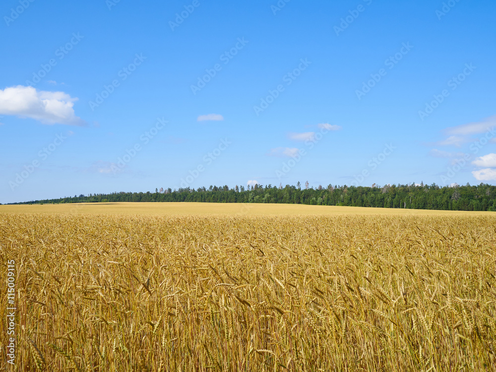 A wheat field, fresh crop of on a sunny day. Rural Landscape