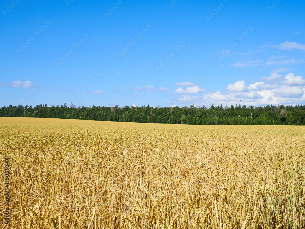 Fototapeta premium A wheat field, fresh crop of on a sunny day. Rural Landscape