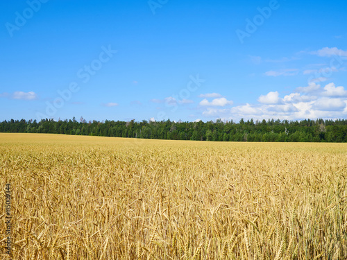 A wheat field  fresh crop of on a sunny day. Rural Landscape