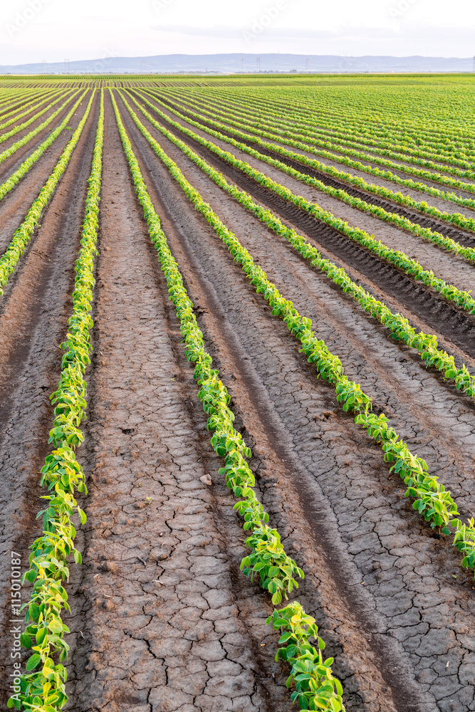 Green ripening soybean field, agricultural landscape Green ripening soybean field, agricultural landscape