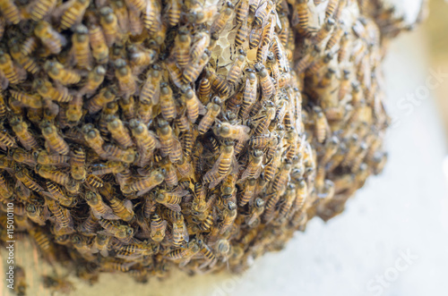 bees swarming on a honeycomb