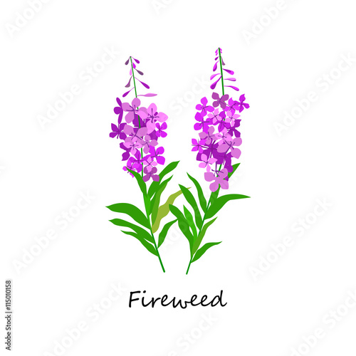 Chamaenerion. Fireweed. Wildflower. Botany Set herbs.