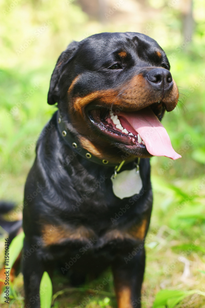 The portrait of a Rottweiler dog sitting outdoors in the grass at summer background The portrait of a Rottweiler dog sitting outdoors in the grass at summer background