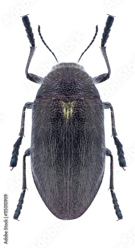 Beetle Julodis marmottani photo