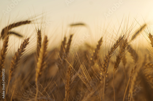 Wheat stalks