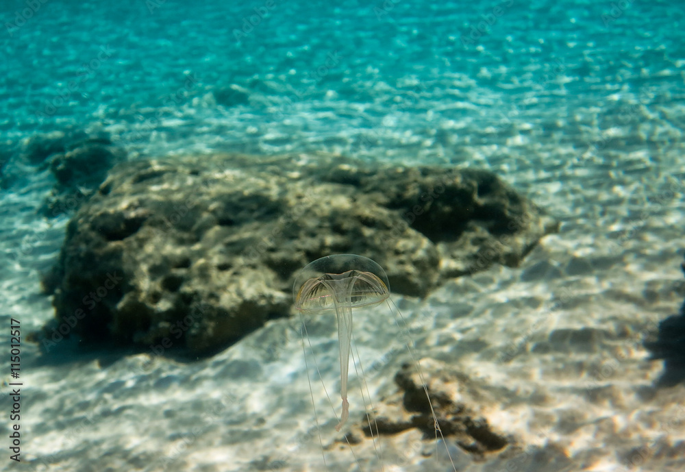 Transparent Jellyfish - Geryonia proboscidactilis (Hydrozoa) Transparent Jellyfish - Geryonia proboscidactilis (Hydrozoa)