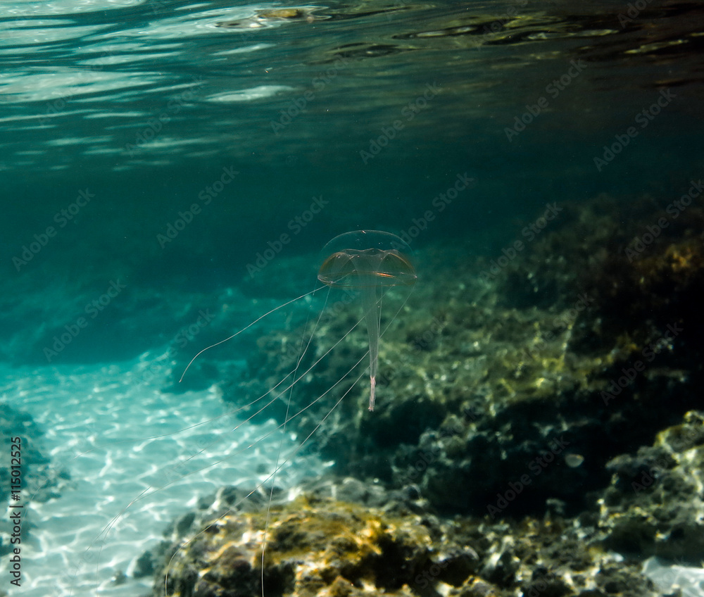 Fototapeta premium Transparent Jellyfish - Geryonia proboscidactilis (Hydrozoa)