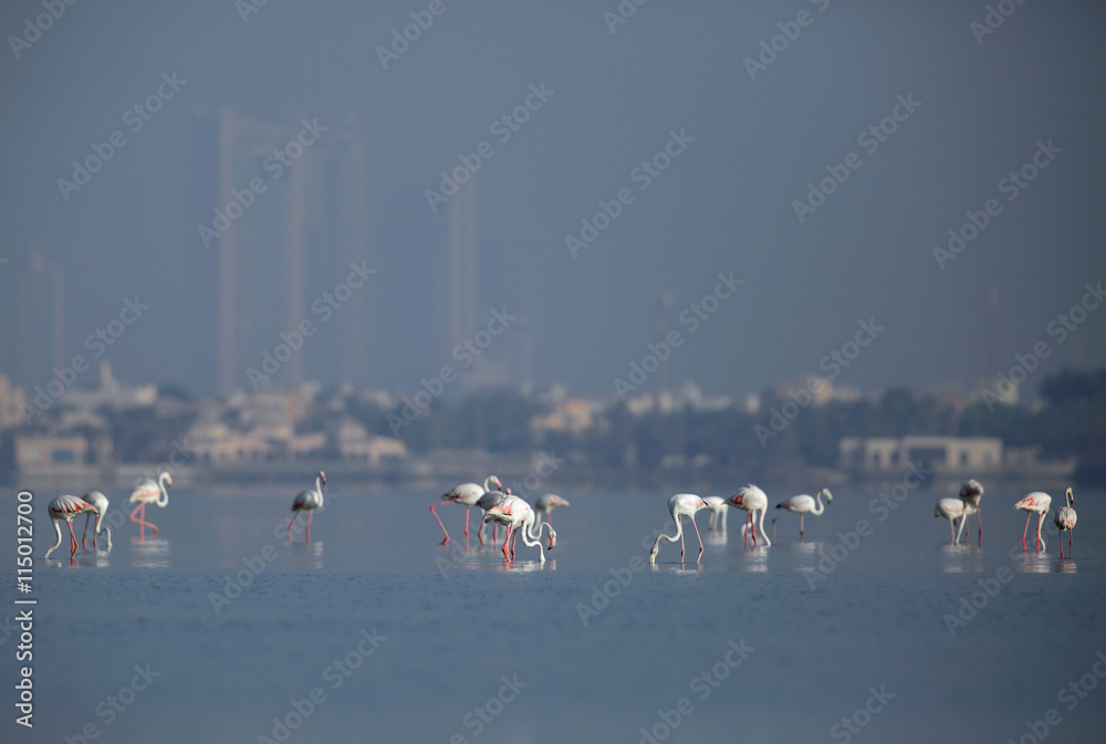 Greater Flamingos during morning hours