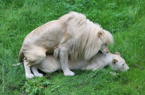Paarung von weißen Löwen