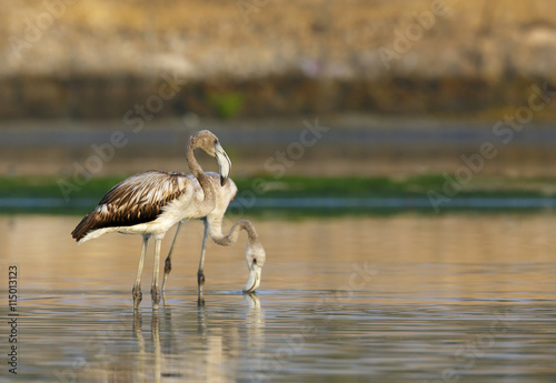 Greater Flamingos Juvenile