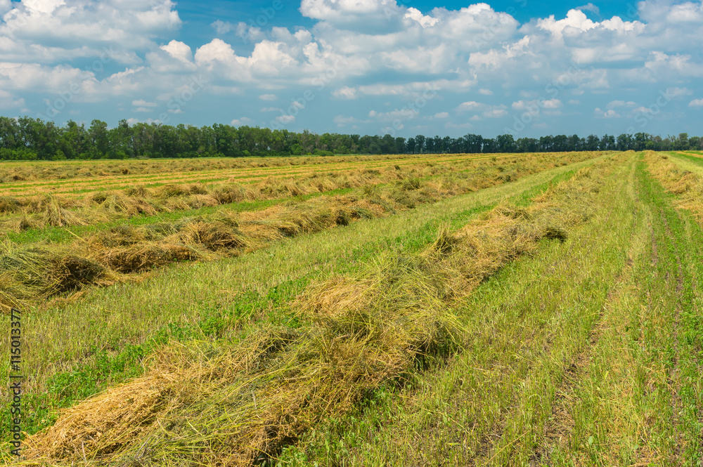 Summer landscape with rows of mowed hay getting drying on the ground in Ukraine