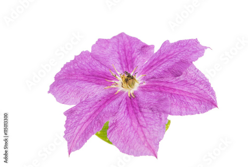 clematis flower isolated