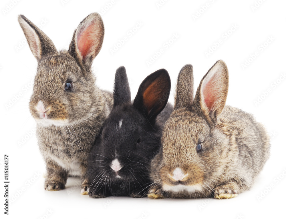 Three rabbits.