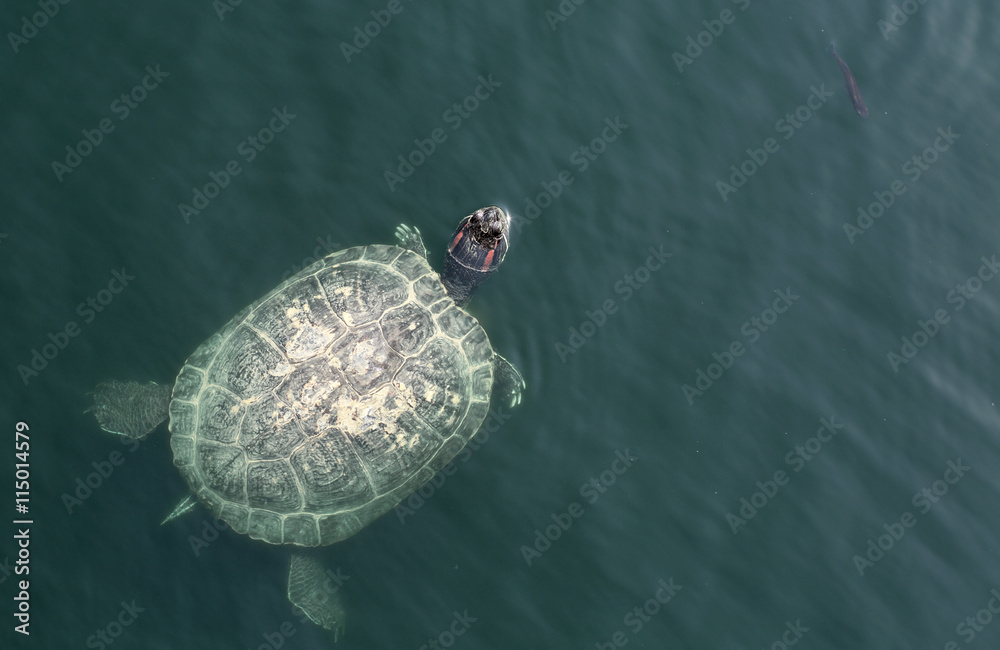 Fototapeta premium Small aquatic turtles in the clear waters of the lake in the Park.