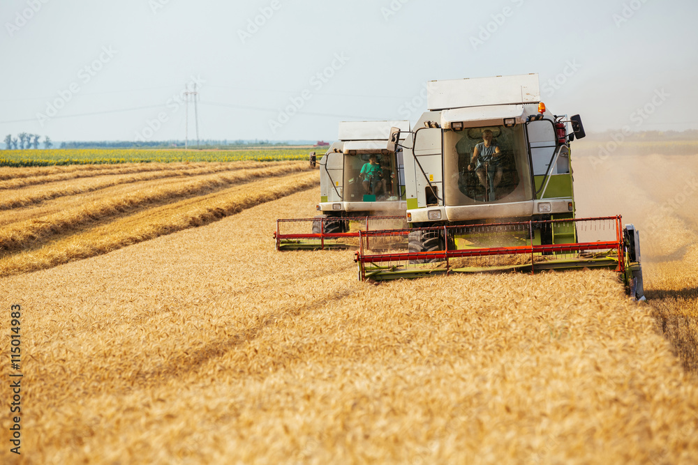 Fototapeta premium Combine harvester in action on wheat field