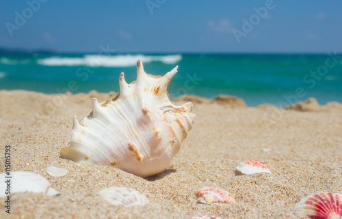 Shells on the sand, sea and blue sky.   © natapro