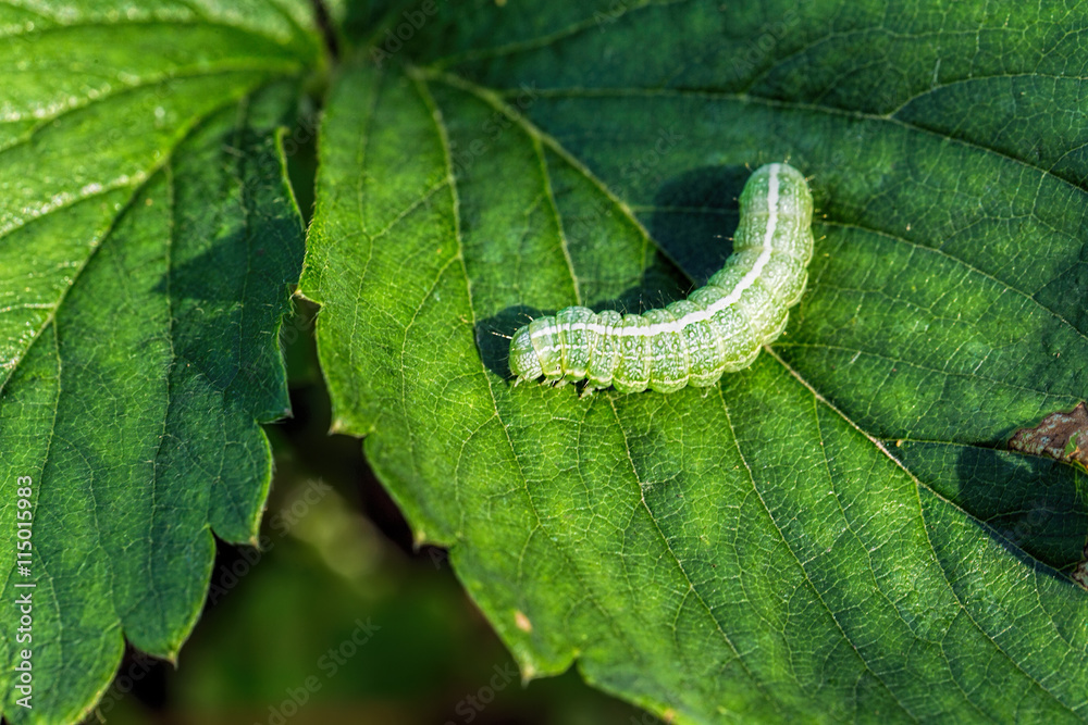 Obraz premium The big green caterpillar on a leaf
