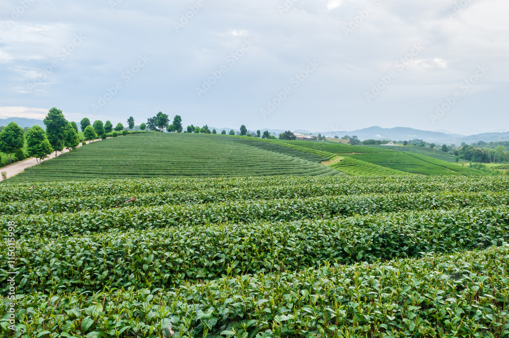 green tea farm