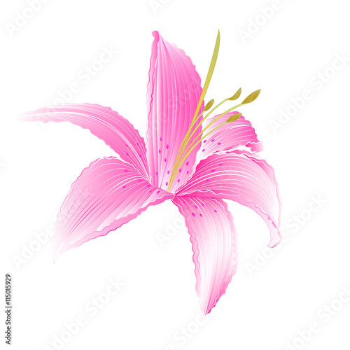 Spring flower Lily pink Daylily vector illustration
