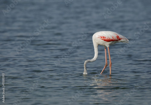 Greater Flamingo feeding