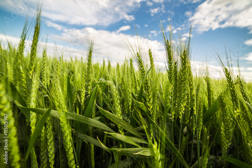 Green wheat field