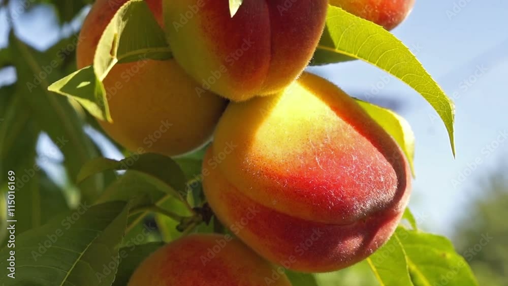close up of the ripe fruit peach