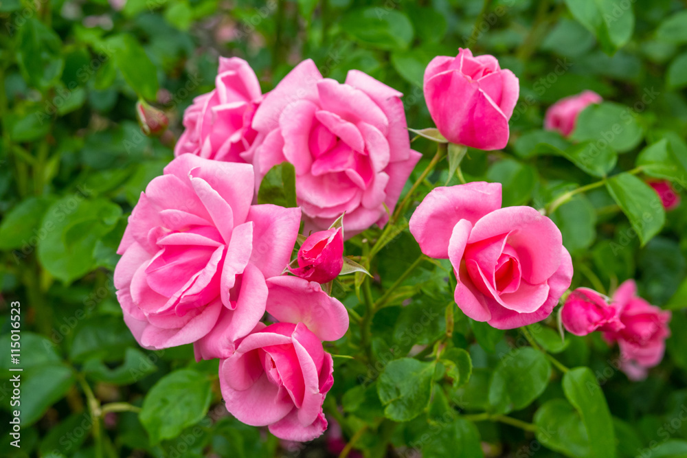Beautiful pink roses blooming in the garden