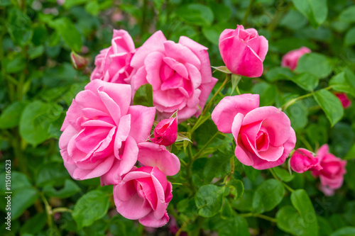 Beautiful pink roses blooming in the garden