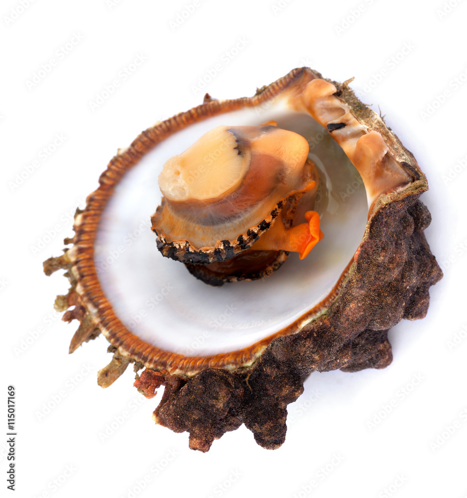 Raw seafood in opened shell Raw seafood in opened shell