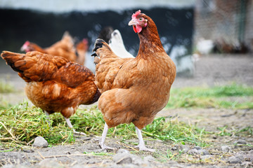 Fotobehang Kip Vrije uitloop kippen op platteland  © monticellllo