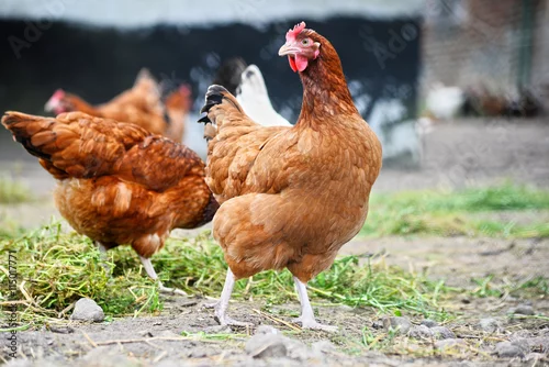 Fototapeta Chickens on traditional free range poultry farm