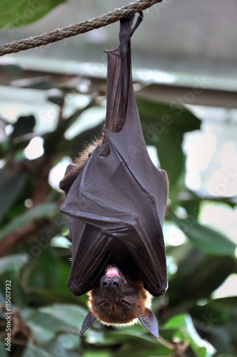 Bat with its tongue hanging out, sleeping head down on a rope.