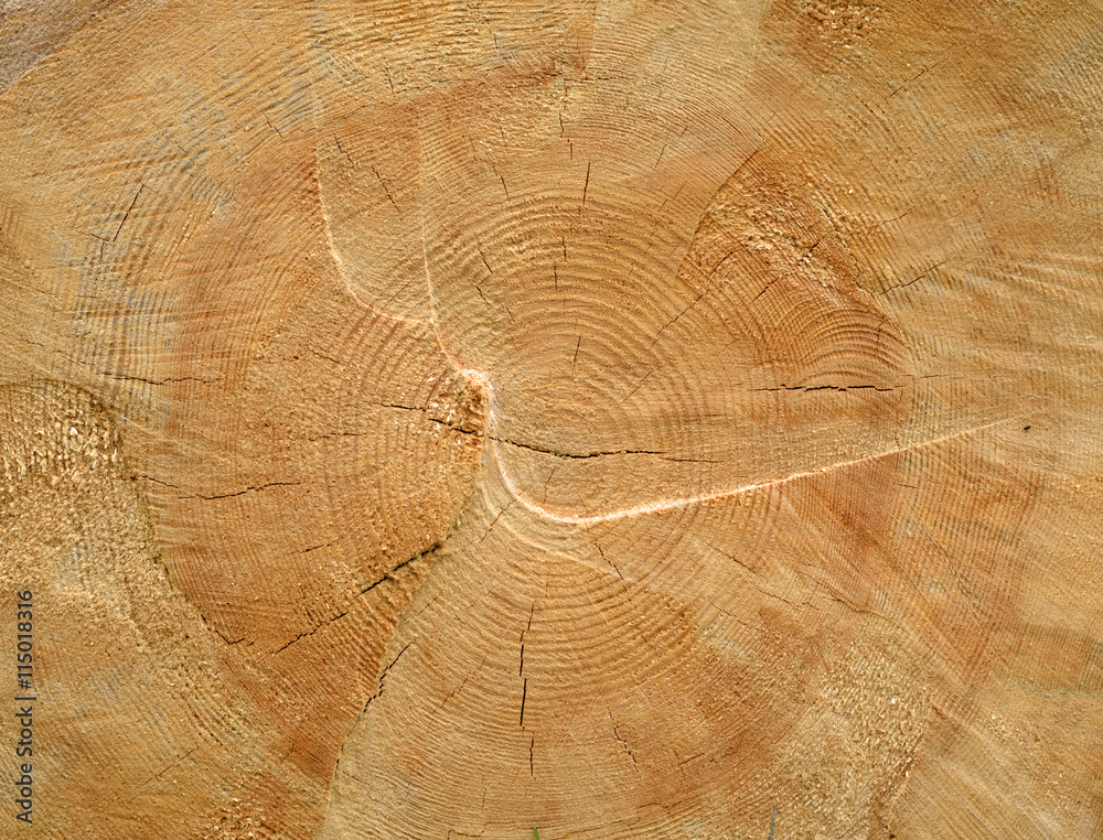 Fotografie Brown sawed wood log end natural background