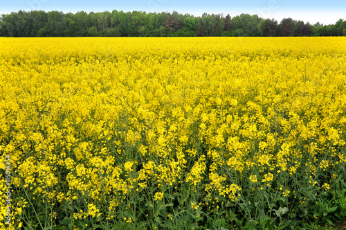 Yellow flowering rapeseed field in the future. Forest in the background. © struvictory